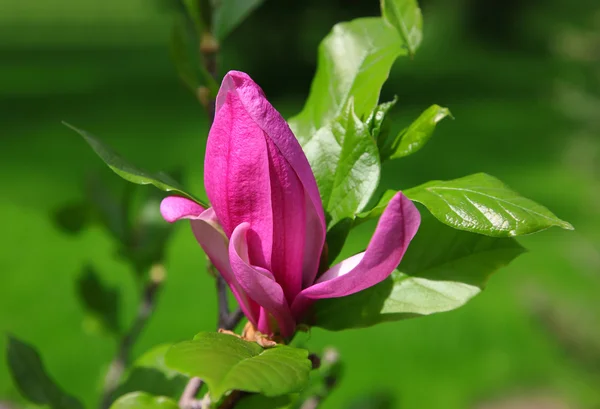 Belle fleur de magnolia de printemps sur fond floral abstrait doux naturel. Météo ensoleillée — Photo