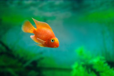 Akvaryum bitki yeşil arka plan Kırmızı Kan Papağan Cichlid. Goldfish, komik turuncu renkli balık - hobi kavramı