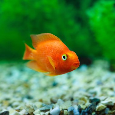Akvaryum bitki yeşil arka plan Kırmızı Kan Papağan Cichlid. Goldfish, komik turuncu renkli balık - hobi kavramı