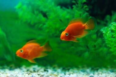 Akvaryum bitki yeşil arka plan Kırmızı Kan Papağan Cichlid. Goldfish, komik turuncu renkli balık - hobi kavramı