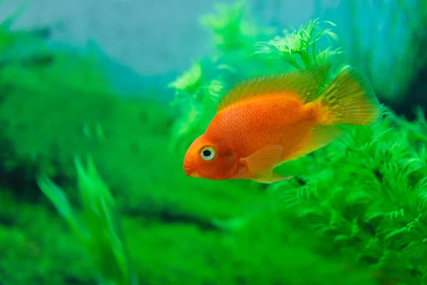 红血鹦鹉奇利德在水族馆植物绿色背景。金鱼，搞笑橙色五颜六色的鱼 - 爱好概念 — 图库照片