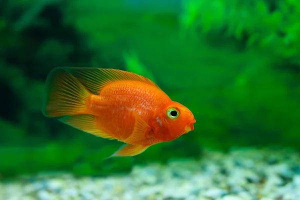 Loro de sangre roja Cichlid en fondo verde de la planta del acuario. Pez dorado, divertido pez naranja colorido - concepto de hobby — Foto de Stock