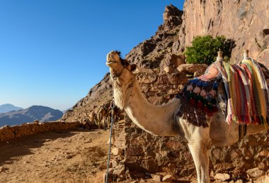 Mısır, Sina, Mount Moses. Yol üzerinde hacılar Moses dağ ve tek deve yola çıkmak.