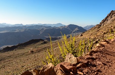 Mısır, Sina, Mount Moses. Yol üzerinde tırmanmaya hacılar Moses dağ ve yol boyunca çiçek.