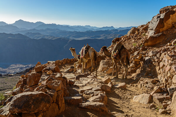 Camels on mountain trail on Moses mountain, Sinai Egypt