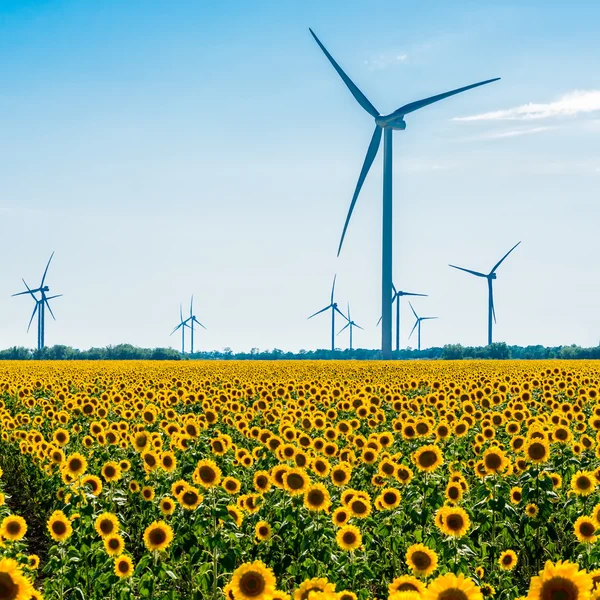 Field with sunflowers and eco power, wind turbines — Stock Photo, Image