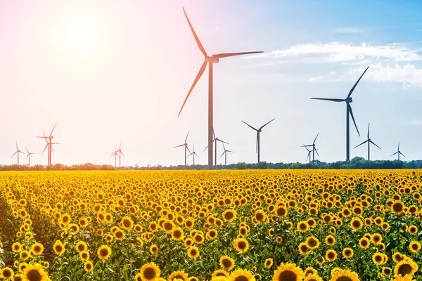 Campo com girassóis e energia eco, turbinas eólicas — Fotografia de Stock