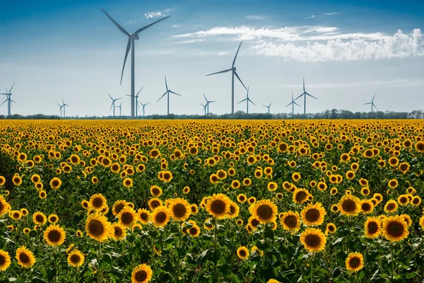 Field with sunflowers and eco power, wind turbines — Stock Photo, Image