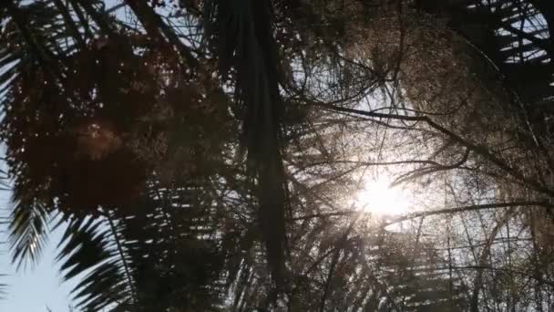Промені сонця через листя Ліцензійні Стокові Відеоролики