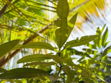 Önünde yapraklı bir dal olan yapraklı bir ağaç. Yapraklar yeşil ve ağaç güneşli bir bölgede.