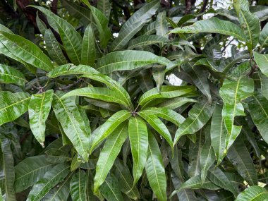 Yeşil yapraklı bir ağaç ve birkaç kahverengi nokta. Yapraklar ıslak ve ağaç başka ağaçlarla çevrili.