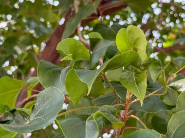Yeşil yapraklı ve kahverengi gövdeli bir ağaç. Yapraklar kıvrılmış ve bükülmüş. Ağaç güneşli bir bölgede.