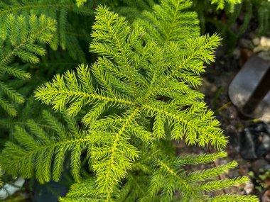 Kar tanesi şeklinde yeşil yapraklı bir bitkinin yakın çekimi. Kar tanesi birçok küçük yapraktan oluşur.