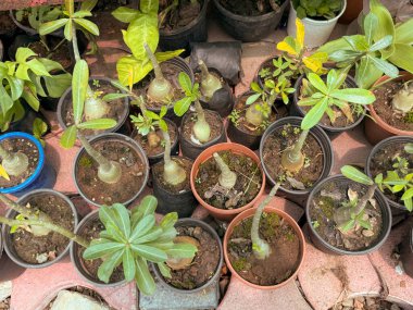 Küçük yeşil yaprakları ve kahverengi toprağı olan bir sıra saksı bitkisi. Bitkiler çeşitli boyutlarda ve şekillerde ve düzenli bir sıra halinde dizilmişlerdir.