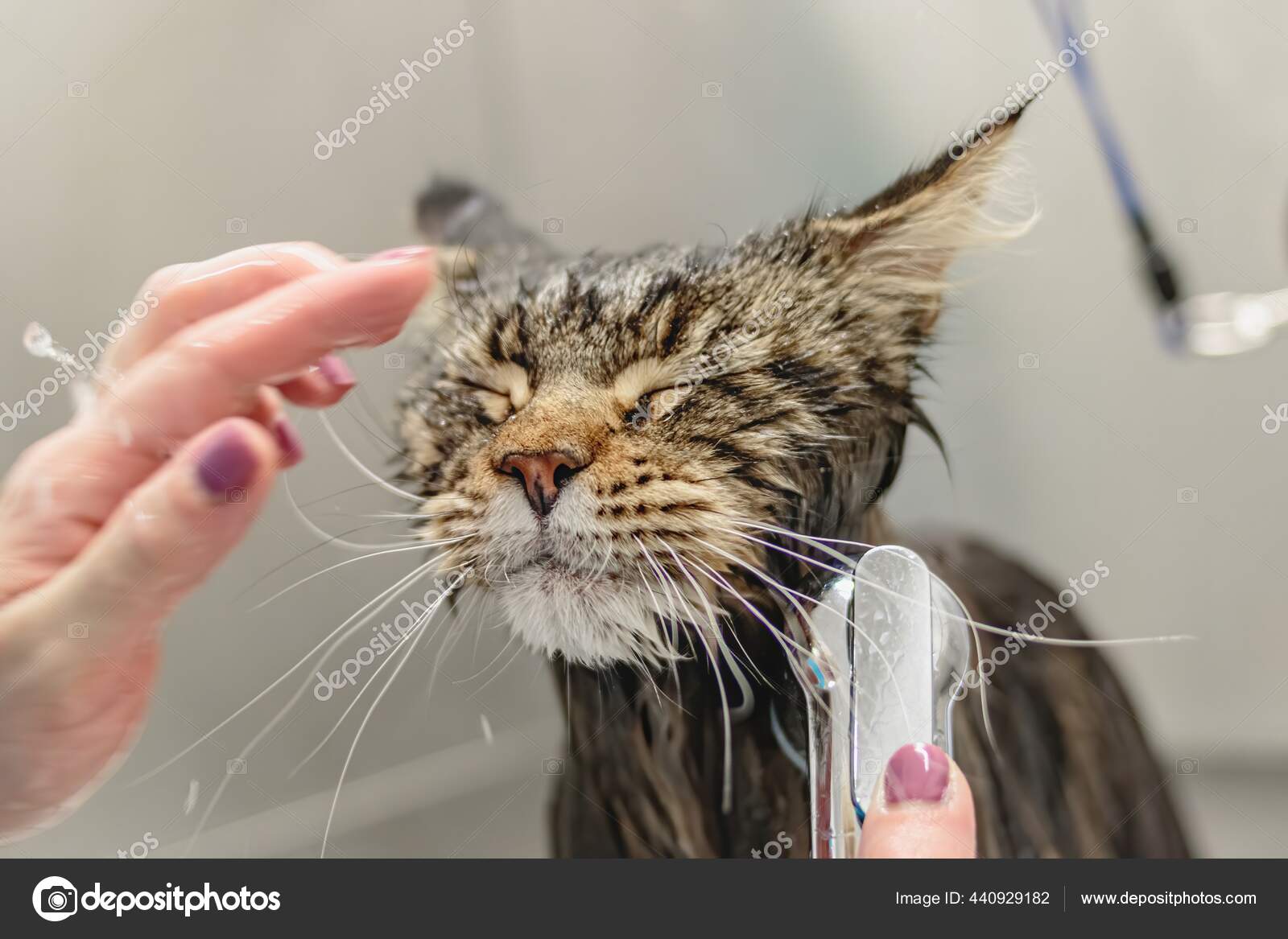 Cat Getting Washed Bath Grooming Salon Pet Spa — Stock Photo ...