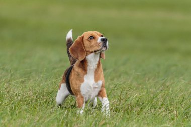 Güneşli havayla yarışan yem yarışında gökyüzünü izleyen köpek.