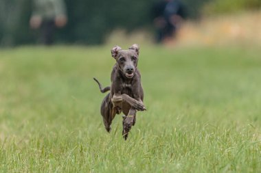 İtalyan Greyhound 'un tuzak kurma yarışmasında sahada uçan anı.