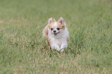 Köpek, güneşli havayla yarışmak için tarlada koşuyor.