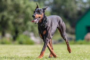 Doberman Pinscher yeşil alanda koşuyor. Yem kursu yarışmasında.