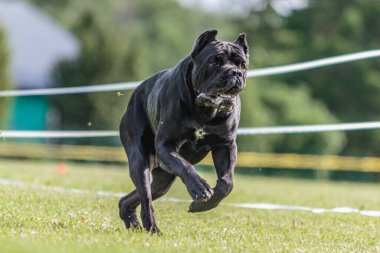 Yem yarışmasında yeşil alanda koşan Cane Corso köpeği.