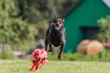Doberman Pinscher yeşil alanda koşuyor. Yem kursu yarışmasında.