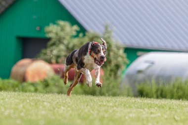 Catahoula Leopar Köpeği yeşil alanda koşuyor.