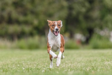 Basenji köpeği yeşil alanda koşuyor. Yem kursu yarışmasında.