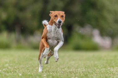 Basenji köpeği yeşil alanda koşuyor. Yem kursu yarışmasında.