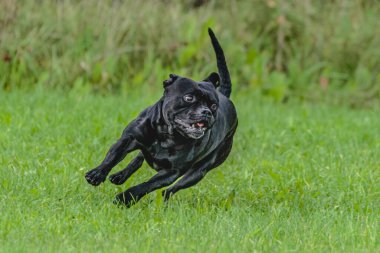 Staffordshire Bull Terrier köpeği yarışma için sahada koşuyor.