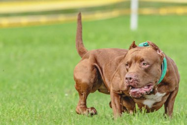 Amerikan Pitbull Teriyeri sahada koşuyor.