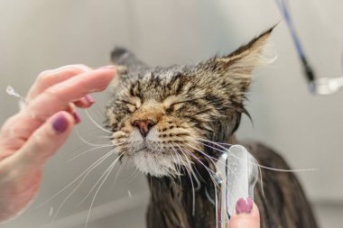Kedi kuaförde banyo yapıyor ve kaplıcaya gidiyor.