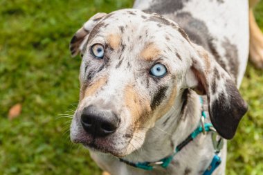 Catahoula Leopar Köpeği koyu mavi gözleriyle izliyor