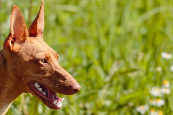 Cirneco Dell Etna Anjing Menonton Dengan Mata Cokelat Dalam — Stok Foto