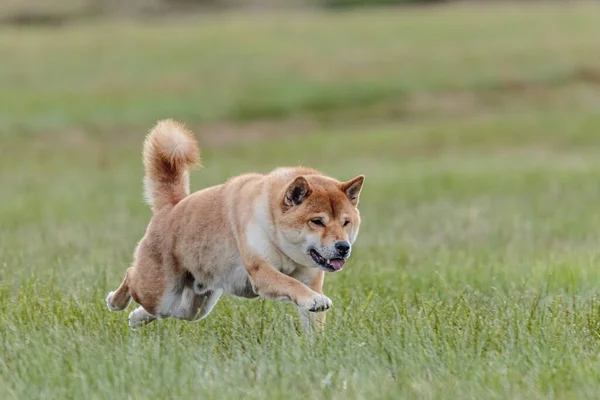 Shiba Inu Lovecký Pes Běží Poli Lákat Coursing Soutěže — Stock fotografie