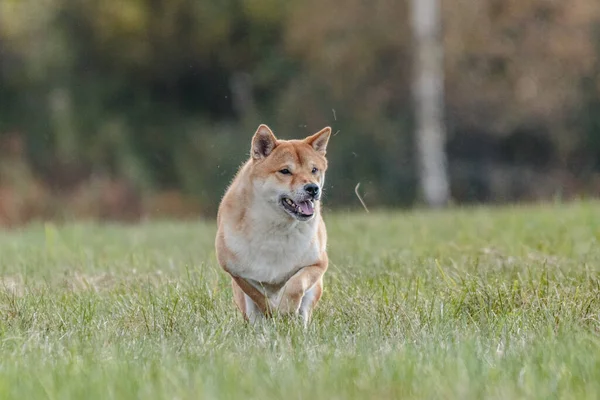 Охотничья Собака Сиба Ину Бегает Полю Соревнованиях Приманке — стоковое фото