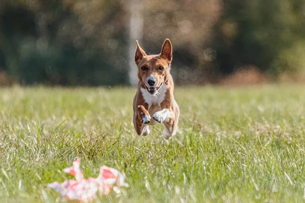 Basenji Cão Correndo Campo Atrair Curso Competição — Fotografia de Stock