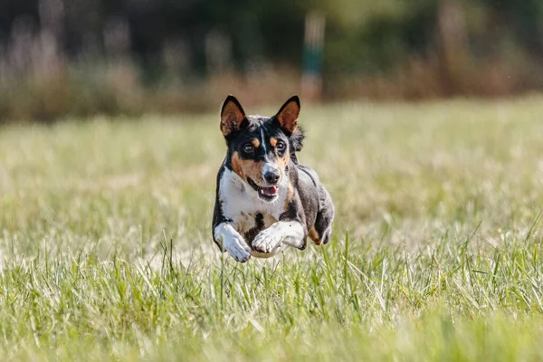 Basenji Cane Esecuzione Sul Campo Attirare Concorrenza Coursing — Foto Stock