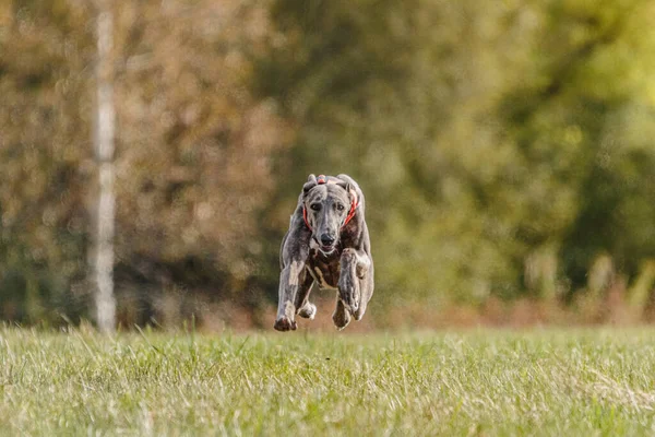 Whippet Cão Correndo Campo Atrair Curso Competição — Fotografia de Stock