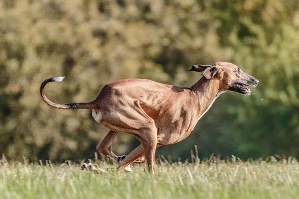 Pies Azawakh Biegający Polu Zawody Bieganiu Przynętach — Zdjęcie stockowe