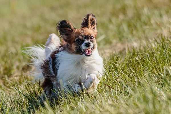 Köpek Güneşli Havayla Yarışmak Için Tarlada Koşuyor — Stok fotoğraf