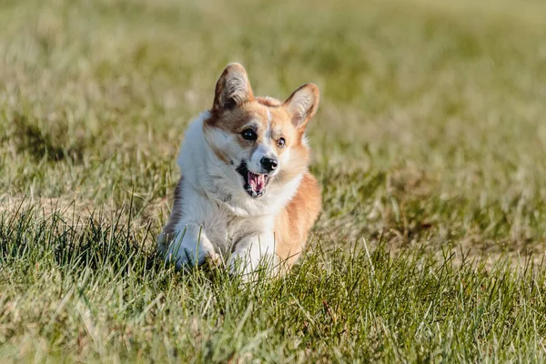 Cão Correndo Campo Atrair Competição Curso Com Tempo Ensolarado — Fotografia de Stock