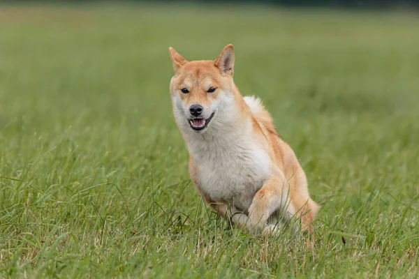 Hund Läuft Bei Sonnigem Wetter Feld Bei Lockkurs Wettbewerb — Stockfoto