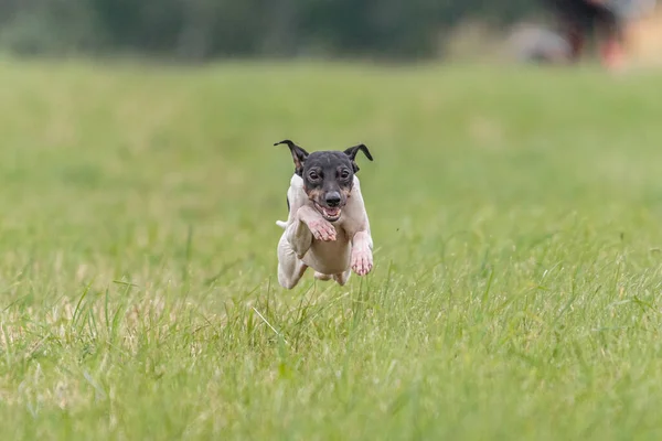 Momento Vuelo Japonés Terrier Perro Campo Señuelo Curso Competencia — Foto de Stock