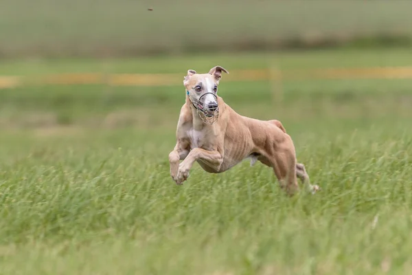 Whippet dog running in the field on lure coursing competition