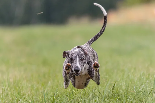 Στιγμή Πτήσης Του Σκύλου Whippet Στο Πεδίο Για Δέλεαρ Coursing — Φωτογραφία Αρχείου