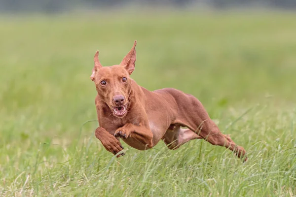 Momento Cirneco Dell Etna Perro Campo Competencia Señuelos Curso — Foto de Stock