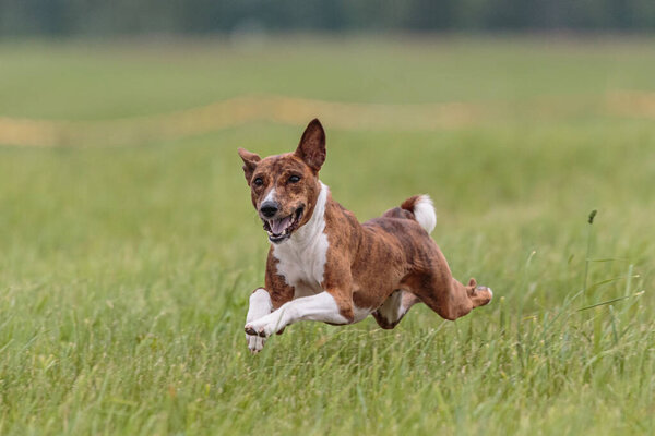 Flying moment of basenji dog in the field on lure coursing competition