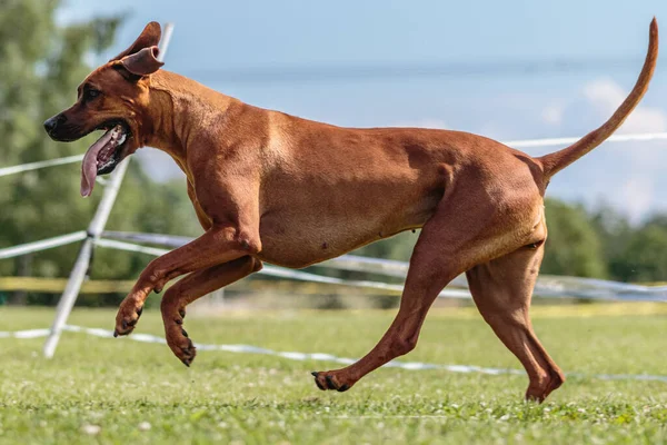 Yem Yarışmasında Yeşil Alanda Koşan Bir Köpek — Stok fotoğraf