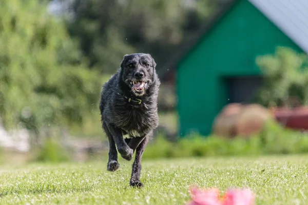 狗儿在绿地上奔跑引诱求爱的比赛 — 图库照片