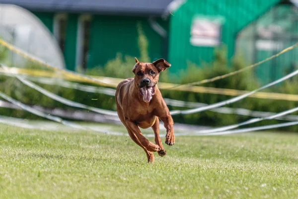 競技の競技場の緑の野を走る犬 — ストック写真